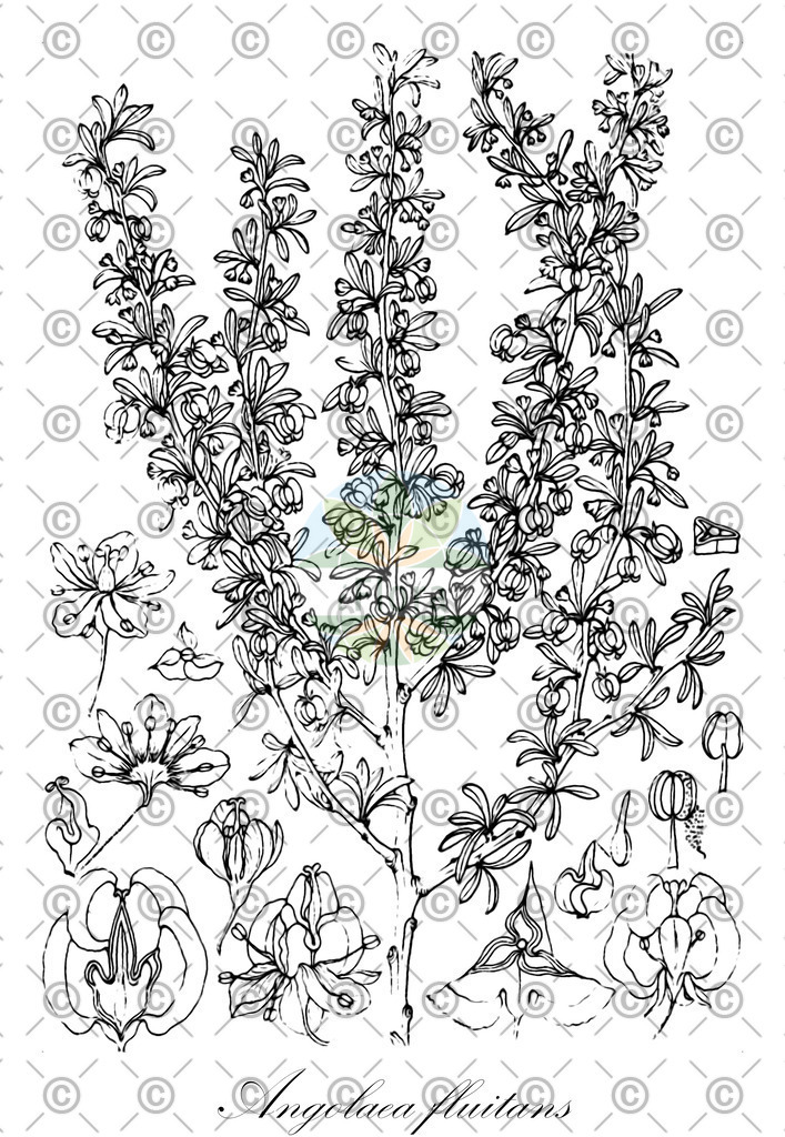 HistAbb_wfo-0000536542_577_ENZY_Simple | Historische Abbildung von Angolaea fluitans - Podostemaceae | Historical Illustration of Angolaea fluitans - Podostemaceae