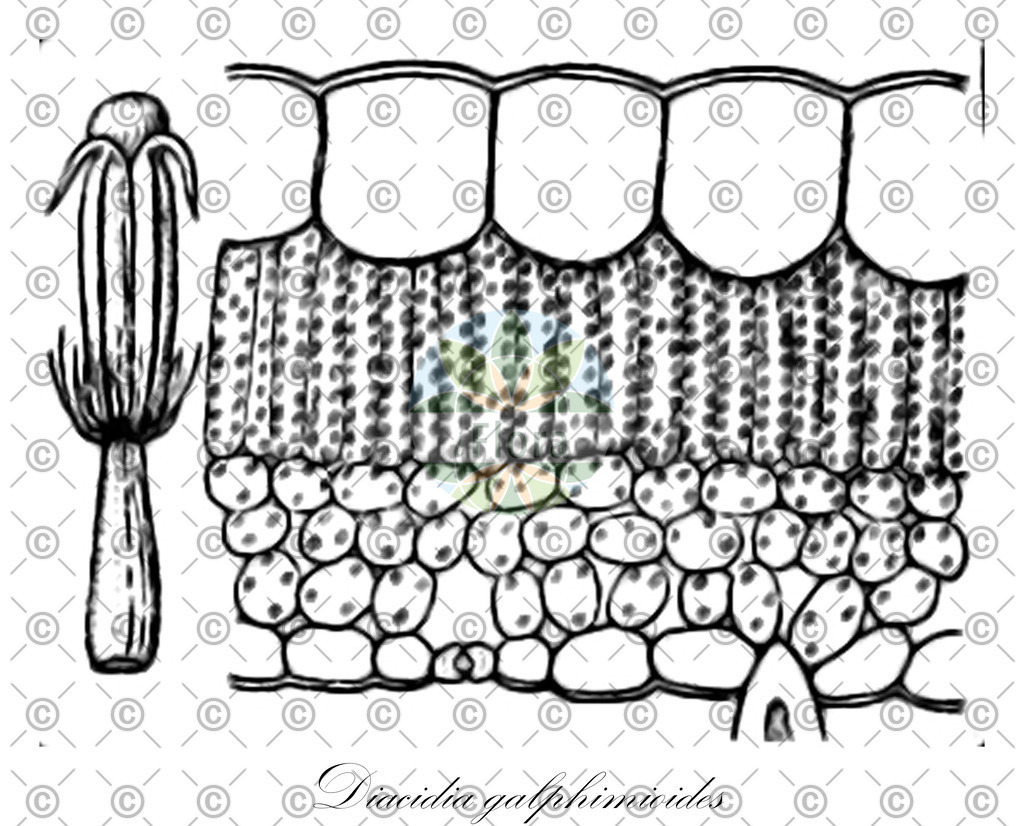 HistAbb_wfo-0000831558_1_ENZY_Simple | Historische Abbildung von Diacidia galphimioides - Malpighiaceae | Historical Illustration of Diacidia galphimioides - Malpighiaceae