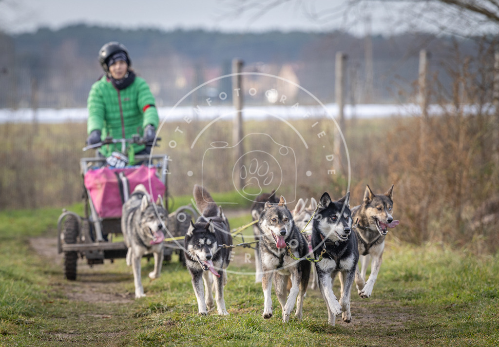 Pfotenfotografie_DV3A6853 | Hundefotografie, Tierfotograf, Pfotenfotografie, Fotoshooting Hund, Hunde Portrait, Hundesport, Hundeportraits, Heideshooting, Hunde, Sportfotograf, Hundefotograf, Turnierhundsport, THS,  - Realisiert mit Pictrs.com