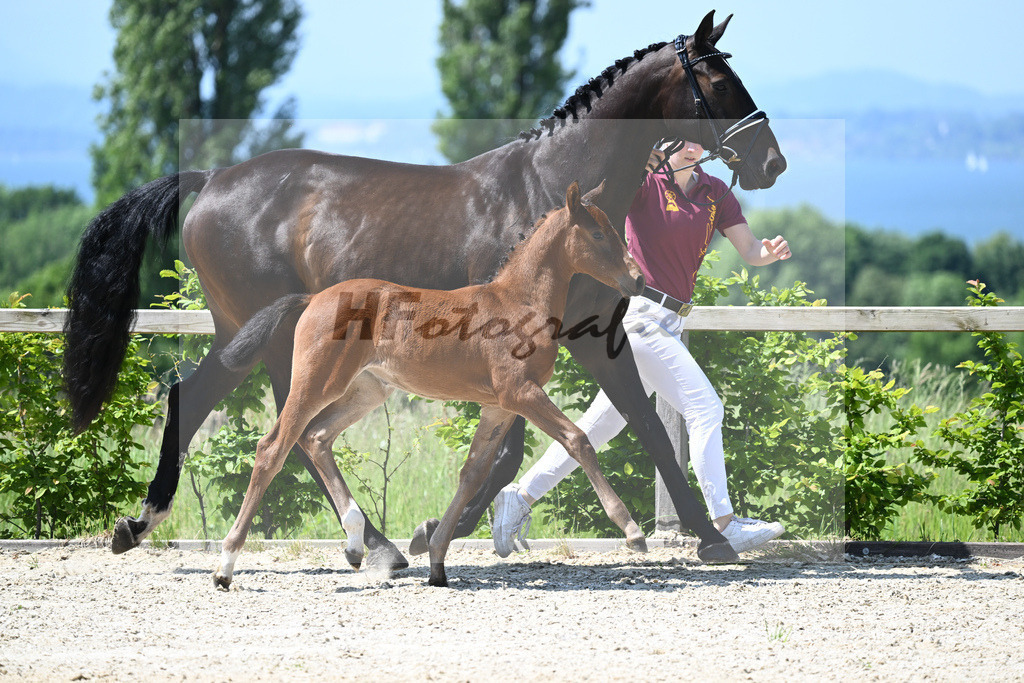 Kat-Nr. 13 SF Cullinan du Borget B_Herzog_15230269 | hf-fotografie - Realizzato con Pictrs.com