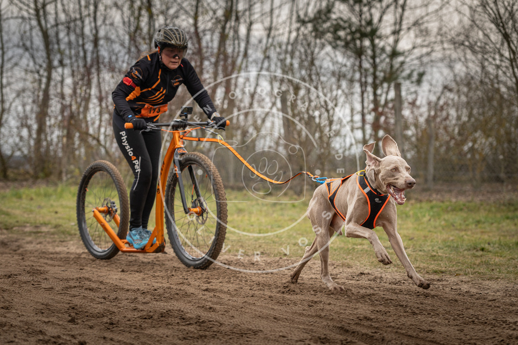 Pfotenfotografie_DV3A9972 | Hundefotografie, Tierfotograf, Pfotenfotografie, Fotoshooting Hund, Hunde Portrait, Hundesport, Hundeportraits, Heideshooting, Hunde, Sportfotograf, Hundefotograf, Turnierhundsport, THS,  - Realisiert mit Pictrs.com