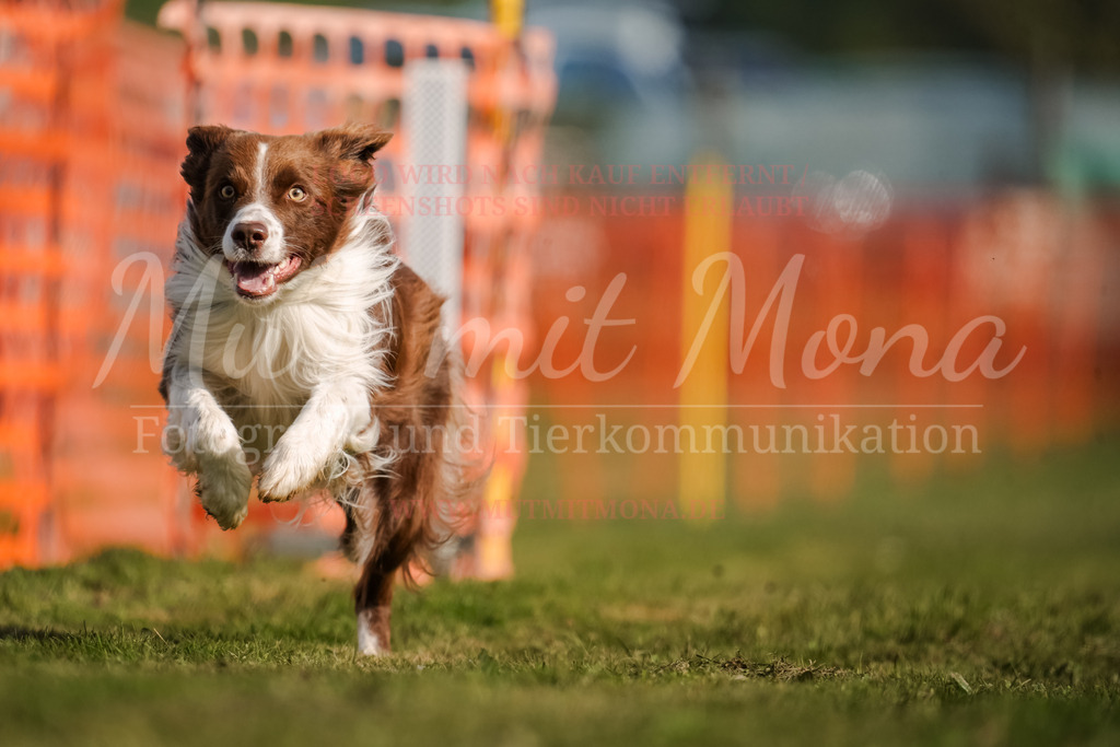 20250928_Hunderennen-189 | MuT (Mensch und Tier) mit Mona - Fotografie und Tierkommunikation - Realisiert mit Pictrs.com