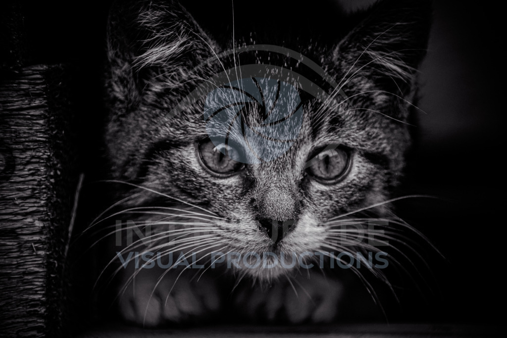 _DSC2286 | SONY DSC - Realisiert mit Pictrs.com