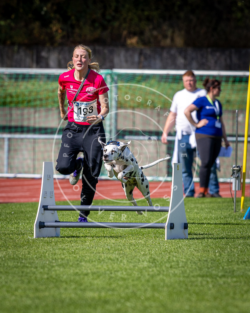 Pfotenfotografie_DV3A0852 | Hundefotografie, Tierfotograf, Pfotenfotografie, Fotoshooting Hund, Hunde Portrait, Hundesport, Hundeportraits, Heideshooting, Hunde, Sportfotograf, Hundefotograf, Turnierhundsport, THS,  - Realisiert mit Pictrs.com