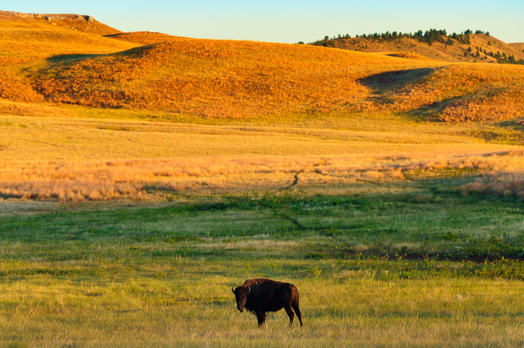 bison-2012-417 | Der Amerikanische Bison (Bison bison), auch als Büffel bezeichnet, ist ein Tier der nordamerikanischen Prärien und Wälder. Im Custer State Park in den Black Hills von South Dakota (USA) leben etwa 1300 dieser im 19. Jahrhundert fast ausgerotteten mächtigen Rinder in freier Wildbahn. - Realisiert mit Pictrs.com