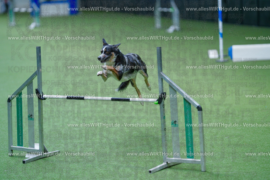 @allesWIRTHgut_Tierfotografie - www.allesWIRTHgut.de - 2604261234-7R501145 | Professionelle Tierfotografie in Mönchengladbach von Daniel Wirth (allesWIRTHgut). Liebevolle & natürliche Bilder von Hunden & Katzen für unvergessliche Erinnerungen.