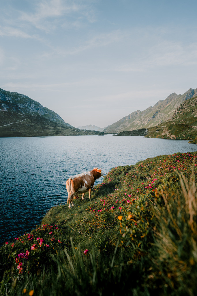 Giglachsee | Erikablüte bei den Giglachseen. - Realisiert mit Pictrs.com