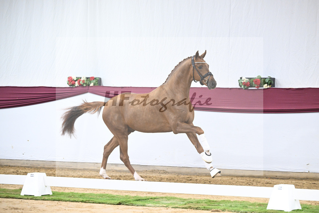 Kat-Nr. 62 Floricello x Zack_MH Pferdezucht u. -sport GmbH_47252375 | hf-fotografie - Realisiert mit Pictrs.com