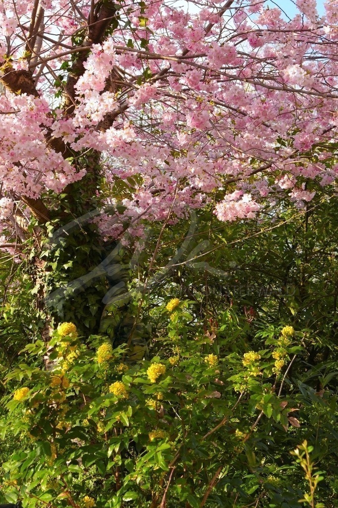 NatureArt-ZIERKIRSCHE_6760d | Frühling in der Zierkirsche | #001 | Modell: Skadi | Foto: Thorsten Ohmacht - Realisiert mit Pictrs.com