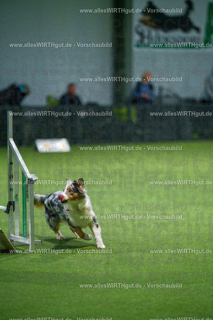 7R509593 | Professionelle Tierfotografie in Mönchengladbach von Daniel Wirth (allesWIRTHgut). Liebevolle & natürliche Bilder von Hunden & Katzen für unvergessliche Erinnerungen.