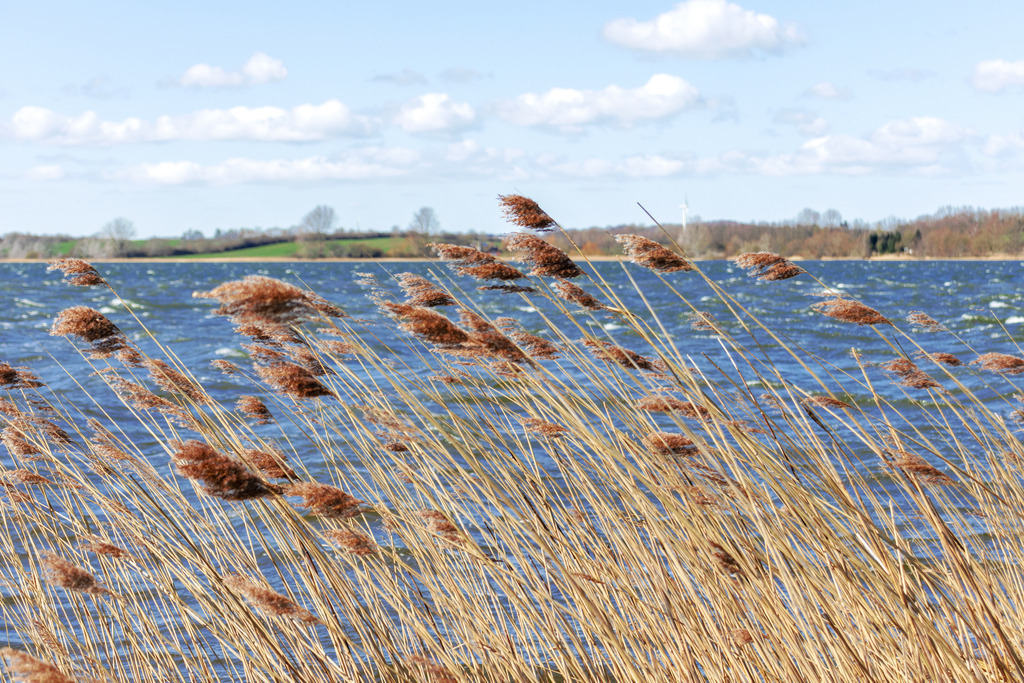 Wandbild: Schilf an der Schlei weht im Wind | Dieses Wandbild im Querformat zeigt Schilf an der Schlei der sich durch den starken Wind zur Seite neigt. Auf der Schlei sind in der Unschärfe kleine Wellen zum Teil mit Schaumkronen zu sehen. Am Himmel befinden sich einige Wolken.  - Realisiert mit Pictrs.com