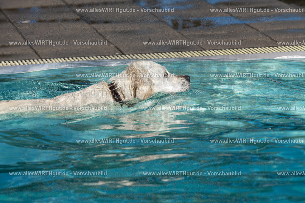 Hundeschwimmen_Volksbad_2026-allesWIRTHgut_Tierfotografie-2609061431-FAY06968 | Professionelle Tierfotografie in Mönchengladbach von Daniel Wirth (allesWIRTHgut). Liebevolle & natürliche Bilder von Hunden & Katzen für unvergessliche Erinnerungen.