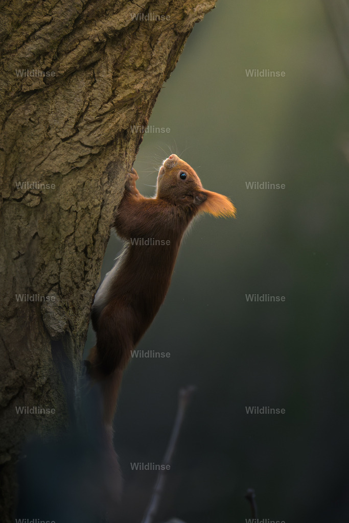 Wildlinse-250118-1 | Willkommen bei Wildlinse. Wildtierfotografien aus Schleswig-Holstein: Entdecke einzigartige Fine-Art-Prints und Poster, die Ruhe, Wildnis und die Schönheit unserer heimischen Tierwelt in dein Zuhause bringen. - Realisiert mit Pictrs.com
