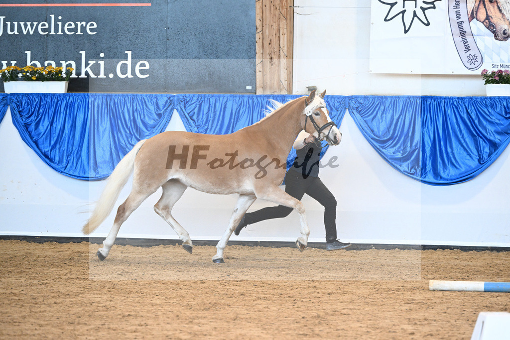 Bl. Band Kat-Nr. 12 Luna K v. Salto_Kerscher_48241170 | hf-fotografie - Realisiert mit Pictrs.com