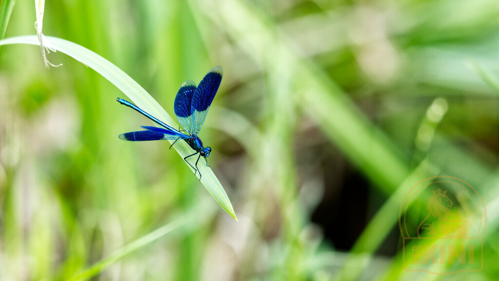P1351796-1 | Foto, Natur, Tiere, Urlaub, Georgien,  - Realisiert mit Pictrs.com