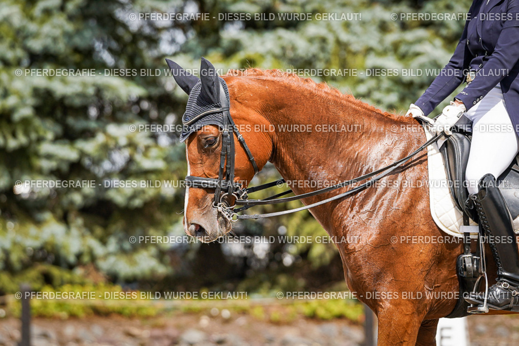 DSC06331 | Pferdegrafie