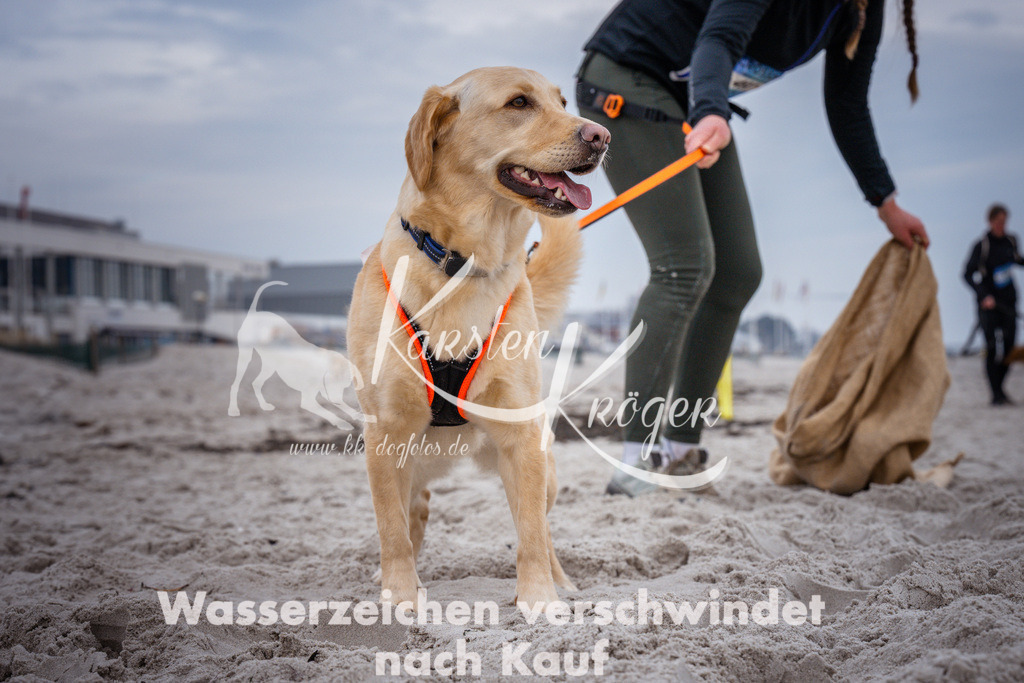 1213_ZZ92744 | kk-dogfotos
