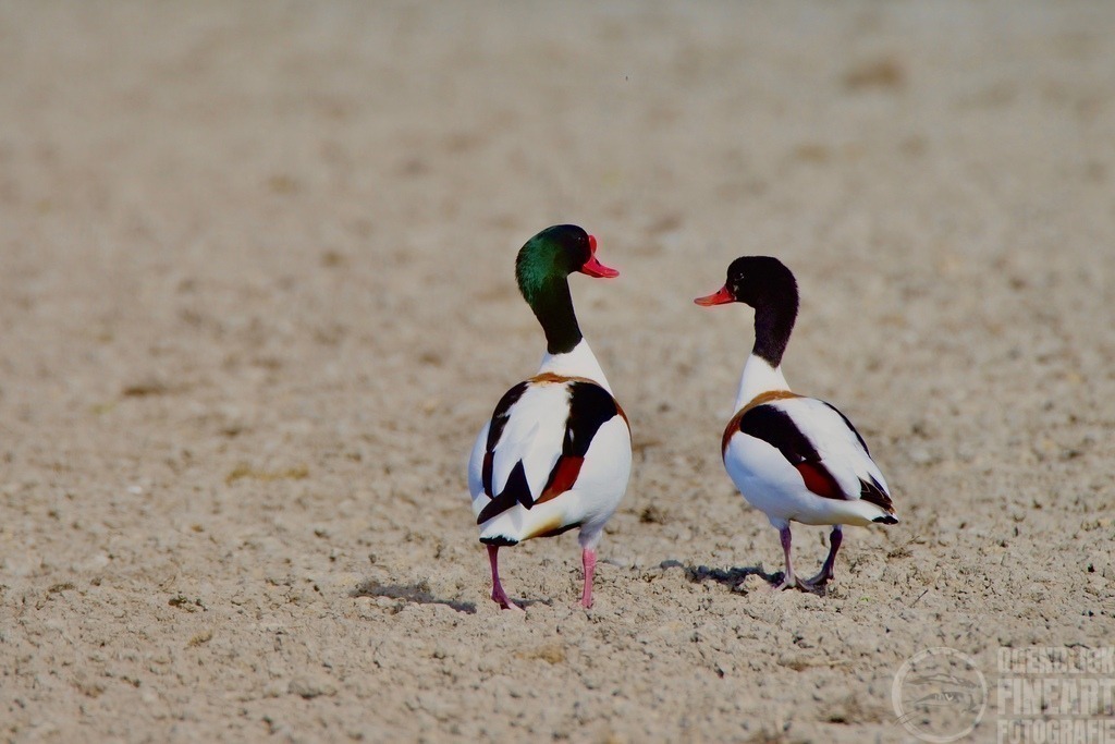 DSC00641 | Björn Thiemann; Ogenblick.de; Fotografie; Photograph; Landscape, Pellworm, Schleswig-Holstein; Inselfotograf; Inselfotografien; Wattenmeer; National-Park; Naturschutzgebiet; Leuchtturm; Lighthouse; Leinwandbilder; Kalender; Pellworm Kalender;  - Realisiert mit Pictrs.com
