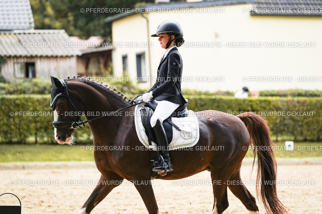 DSC01075 | Pferdegrafie