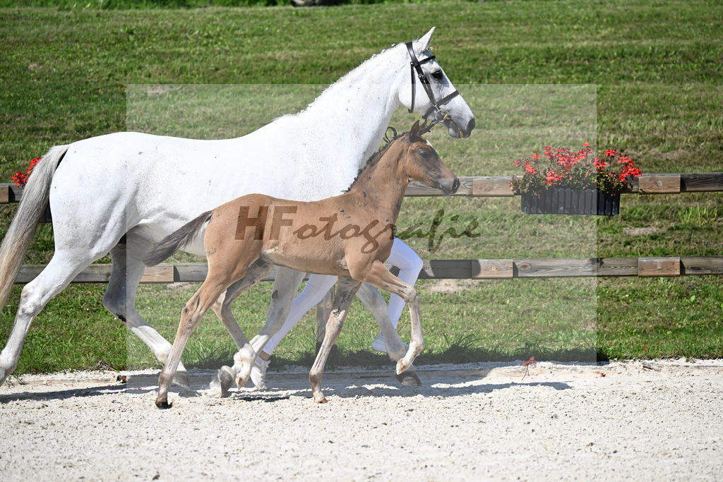 Kat-Nr. 10 Conthargos x Mylord Carthago_HF_Zuchthof Meindl_24250213 | hf-fotografie - Realisiert mit Pictrs.com