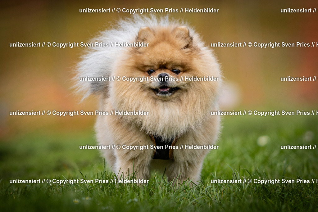 Sven Pries | 2025-04-13 - Hunderennen Baden-Baden - Realisiert mit Pictrs.com