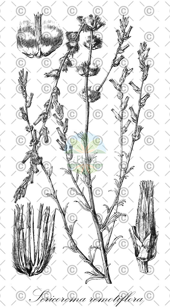 HistAbb_wfo-0000493384_1_ENZY_Simple | Historische Abbildung von Sericorema remotiflora - Amaranthaceae | Historical Illustration of Sericorema remotiflora - Amaranthaceae
