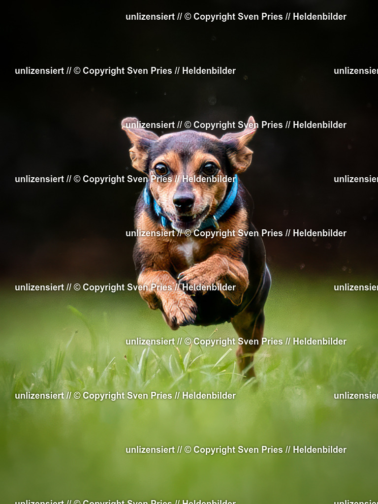 Sven Pries | 2024-10-19 - Hunderennen Ober-Grombach - Realisiert mit Pictrs.com