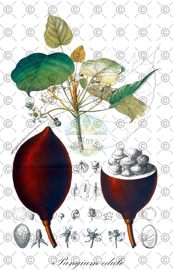 HistAbb_wfo-0000483161_1_ENZY_Simple | Historische Abbildung von Pangium edule - Achariaceae | Historical Illustration of Pangium edule - Achariaceae