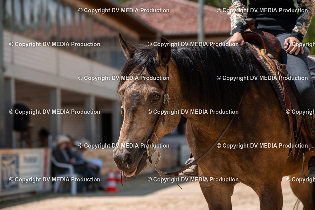 ZS3_9726 | dv-media-shop - Realisiert mit Pictrs.com