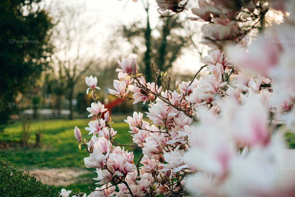 20220323_PaulHense_S0004_DSC03351 | paulhense - Realisiert mit Pictrs.com