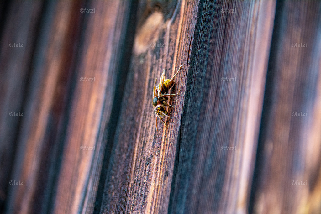 CHF_3675-k | Fatzi Bilder-Archiv! 
Die Bilder sind für private Nutzung lizenzfrei. Die kommerzielle Nutzung ist möglich und erwünscht, jedoch bitte ich um vorherige Kontaktaufnahme per E-Mail (info@fatzi.at) oder unter +43 650 7828269 - Realisiert mit Pictrs.com