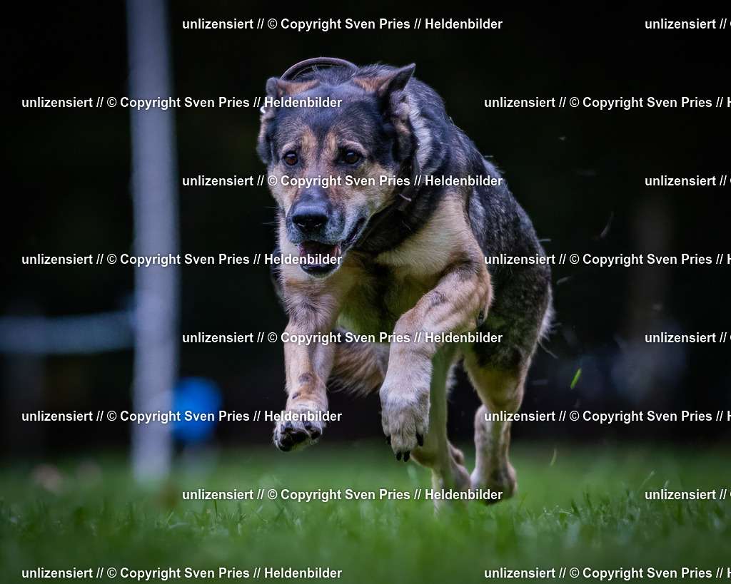 Sven Pries | 2024-10-19 - Hunderennen Ober-Grombach - Realisiert mit Pictrs.com