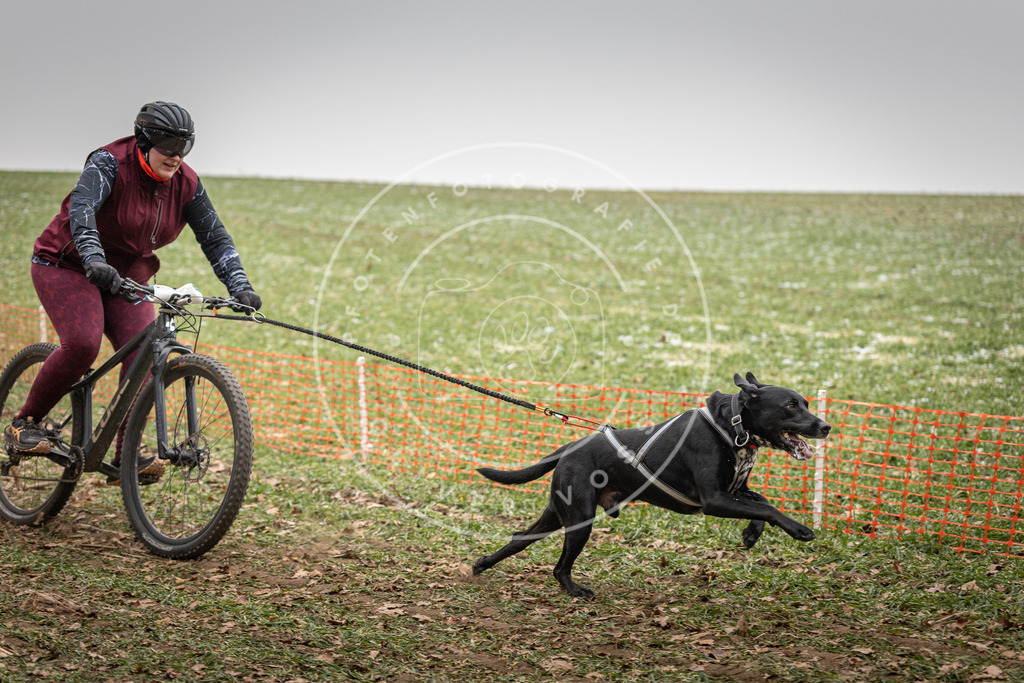 Pfotenfotografie_DV3A2931 | Hundefotografie, Tierfotograf, Pfotenfotografie, Fotoshooting Hund, Hunde Portrait, Hundesport, Hundeportraits, Heideshooting, Hunde, Sportfotograf, Hundefotograf, Turnierhundsport, THS,  - Realisiert mit Pictrs.com