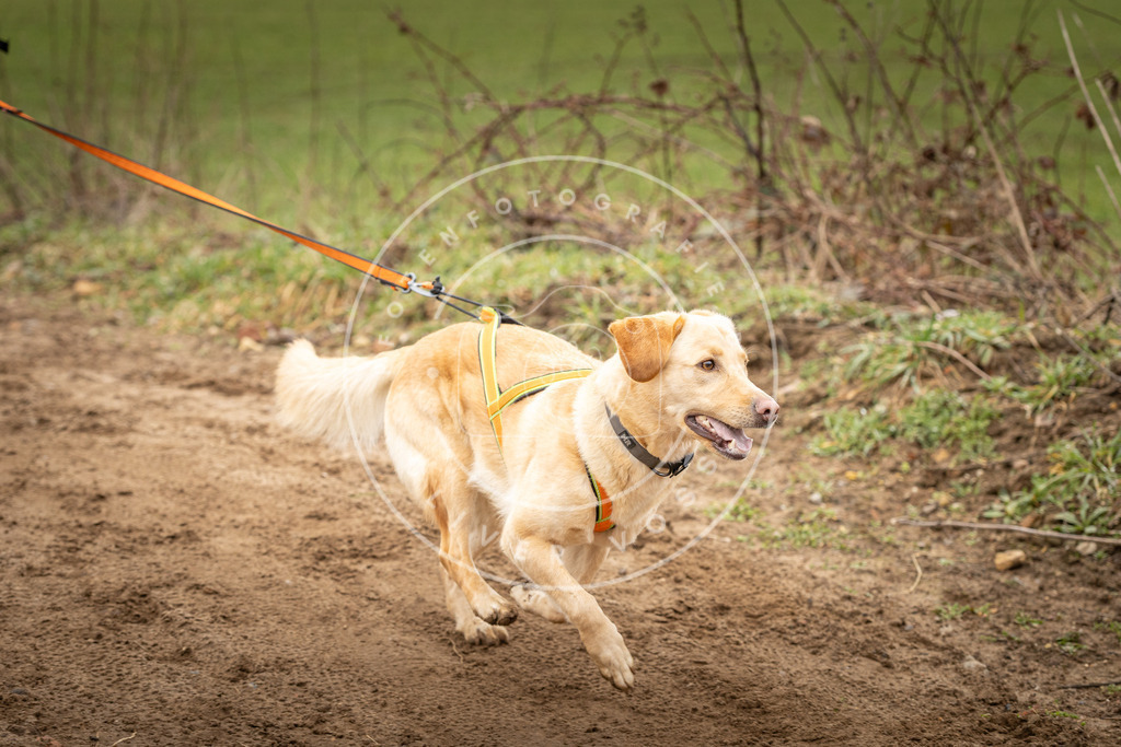 DV3A2313 | Hundefotografie, Tierfotograf, Pfotenfotografie, Fotoshooting Hund, Hunde Portrait, Hundesport, Hundeportraits, Heideshooting, Hunde, Sportfotograf, Hundefotograf, Turnierhundsport, THS,  - Realisiert mit Pictrs.com