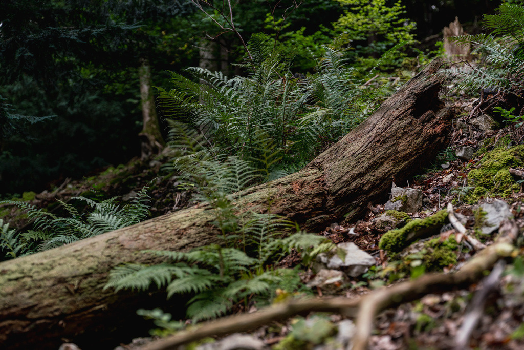 ZD250916095250 | Fotoshop von zweidimensional Fotografie. Ihr Fotograf im Aargau. Abzüge von Ihrem Fotobox Event bestellen.Abzüge von Ihrem Hochzeit bestellen.Abzüge von Ihrem Schulfotograf bestellen.