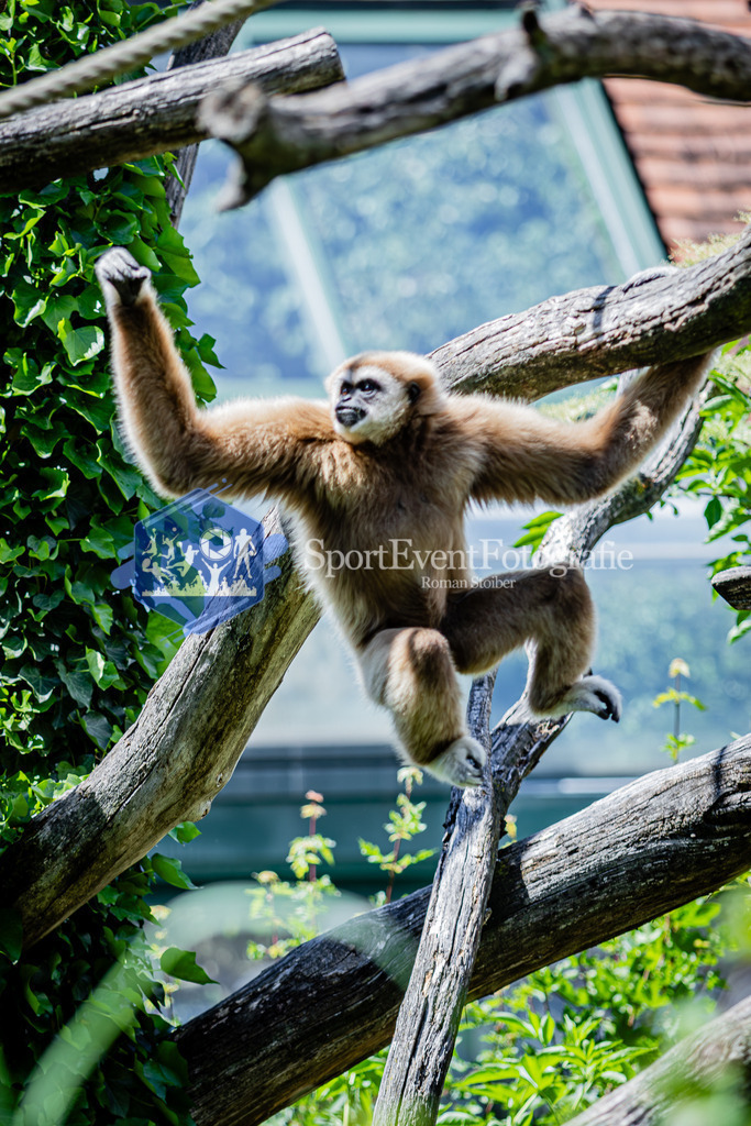 IMG_6718 | SportEventFotografie - Roman Stoiber