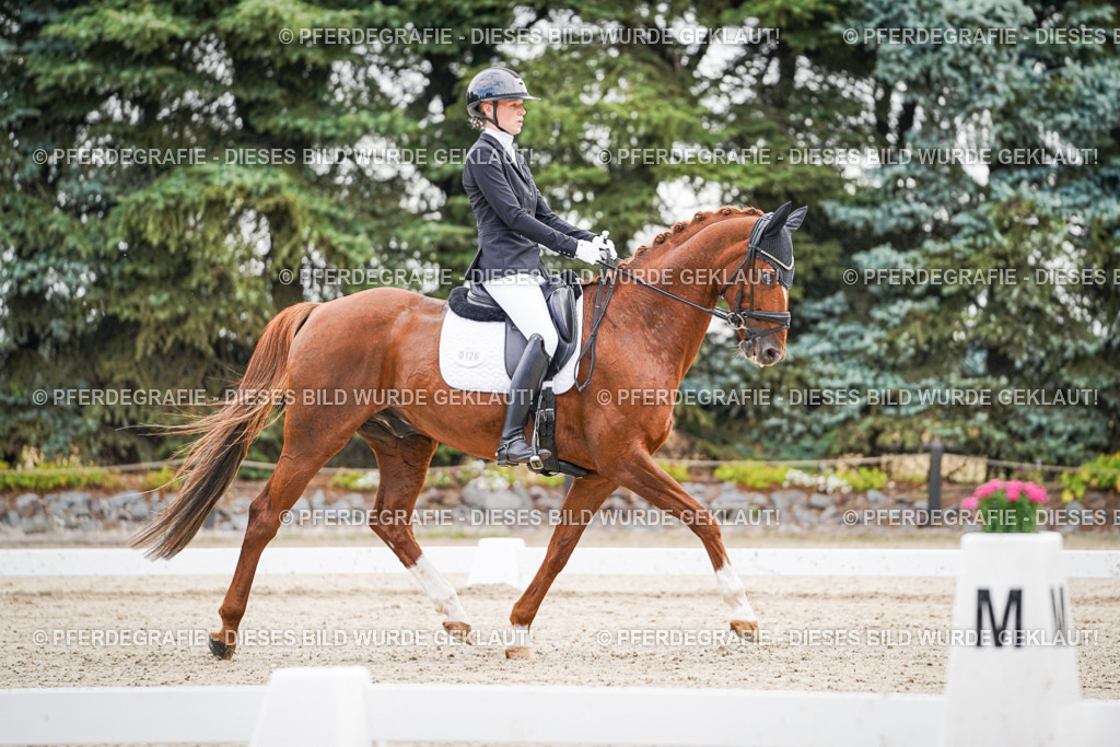 DSC01247 | Pferdegrafie