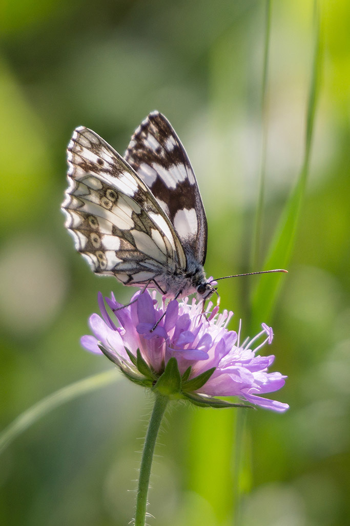 Schmetterling auf Wildblume | Fotos mit schönen Motiven aus der Region Basel. - Realisiert mit Pictrs.com