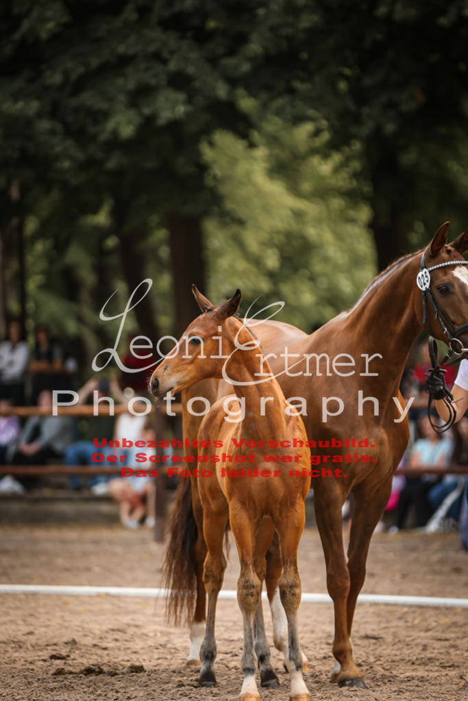 SaFohlen00233 | Leoni Ertmer Photography - Realisiert mit Pictrs.com