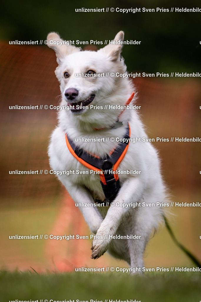 Sven Pries | 2024-04-21 - Hunderennen Baden-Oos
Foto: Sven Pries - Realisiert mit Pictrs.com