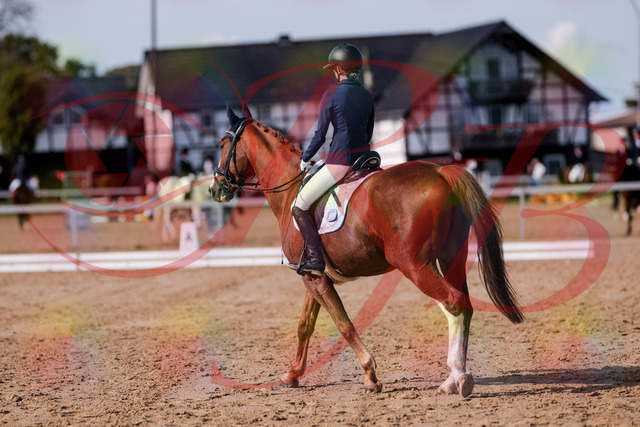 2026_10_03_Siefer-Hof_123658_Z81_34465587 | Professionelle Reitsport-, Turnier- und Eventfotografie von Robert Broda. Galerien mit ausgewählten und bearbeiteten Bildern direkt online ansehen und bestellen.