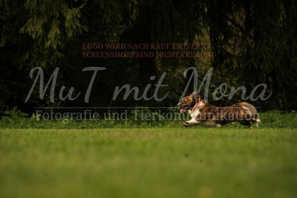 20251005_THS_Turnier-657 | MuT (Mensch und Tier) mit Mona - Fotografie und Tierkommunikation - Realisiert mit Pictrs.com