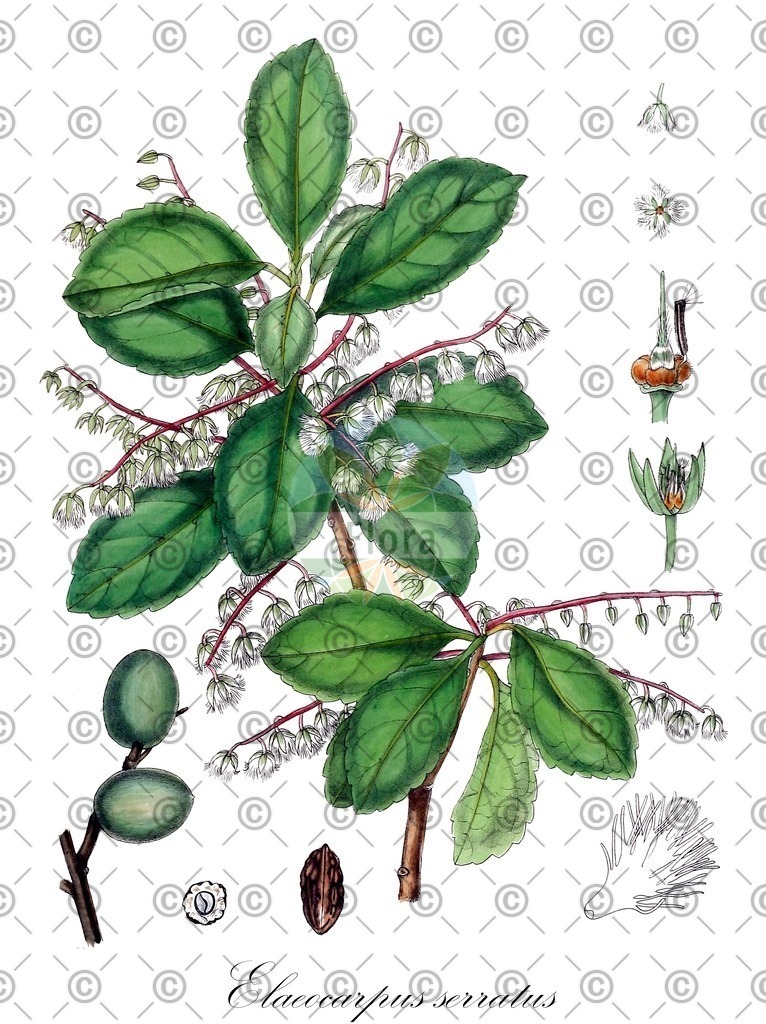 HistAbb_wfo-0000948005_1_ENZY_Simple | Historische Abbildung von Elaeocarpus serratus - Elaeocarpaceae | Historical Illustration of Elaeocarpus serratus - Elaeocarpaceae