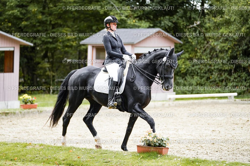 DSC02292 | Pferdegrafie