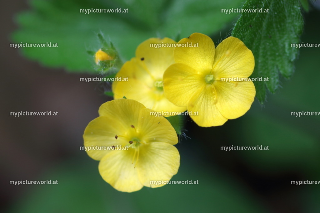 Aremonie-004 | Das Bilderarchiv über Tiere, Planzen und Landschaften. In der Bilddatenbank finden Sie ein große Auswahl an hochwertigen Bilder für Ihre Werbung - Realisiert mit Pictrs.com