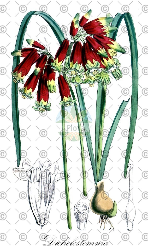 HistAbb_wfo-0001158330_2_ENZY_Simple | Historische Abbildung von Dichelostemma - Asparagaceae | Historical Illustration of Dichelostemma - Asparagaceae