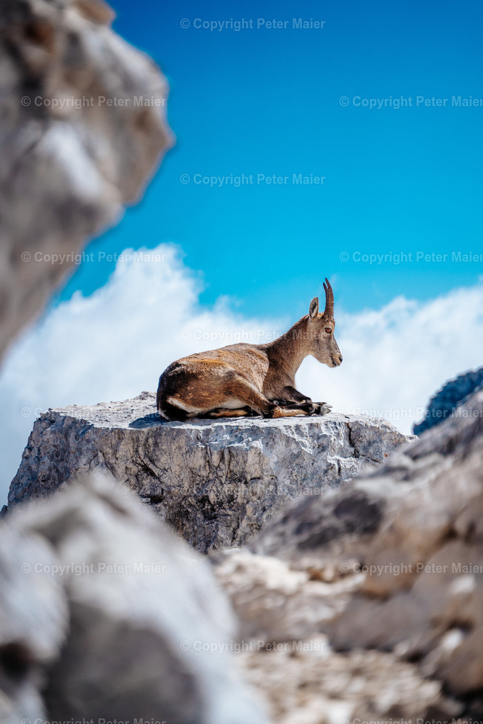 Luca_Vuerich-444 | piet_flosse