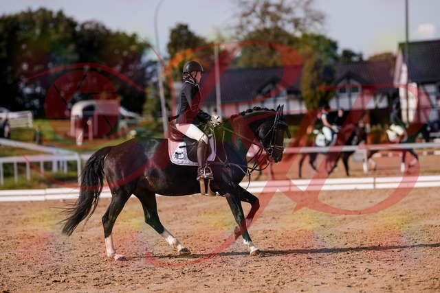 2026_10_03_Siefer-Hof_121612_Z81_19064047 | Professionelle Reitsport-, Turnier- und Eventfotografie von Robert Broda. Galerien mit ausgewählten und bearbeiteten Bildern direkt online ansehen und bestellen.