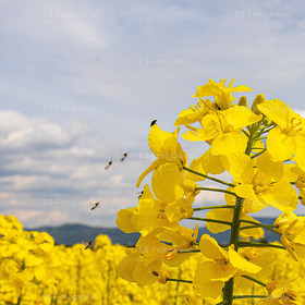 Bienen im Raps