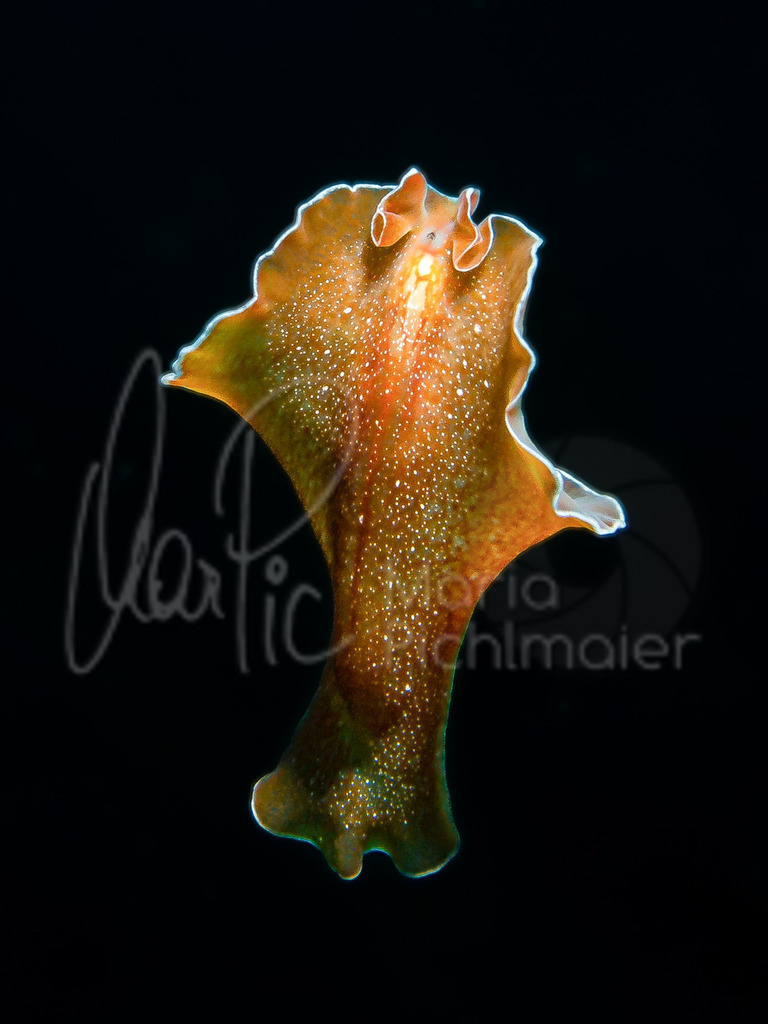 Yungia aurantiaca | Plattwurm / flatworm - Realisiert mit Pictrs.com